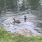Laghi Di Di Licinia E Mario *
