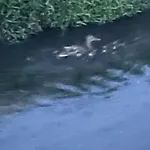 Laghi Di Di Licinia E Mario Asso
