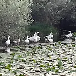 Laghi Di Di Licinia E Mario 公寓